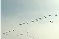 Birds in flight